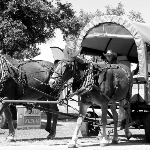 Come out to the Heritage Fest in La Grange on Oct. 17-18 for all sorts of demonstrations and exhibits, including wagon rides through the Czech Village.