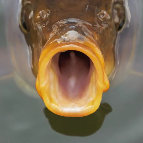 Carp, a traditional Czech meal on Christmas.